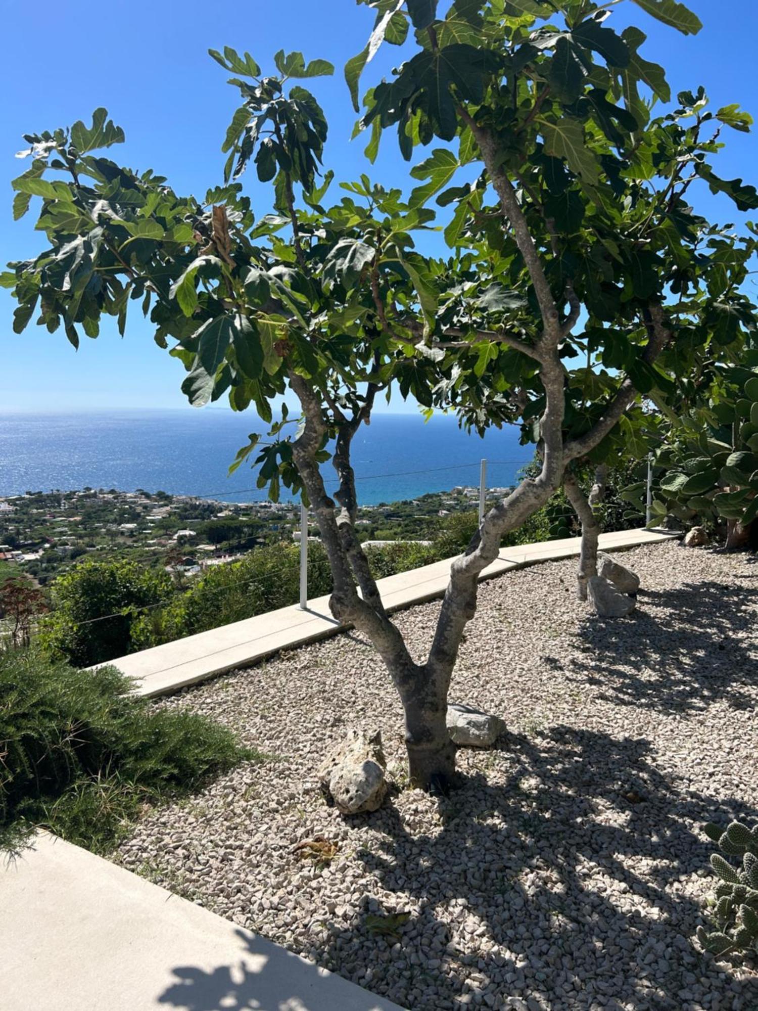 Villa Inarime Ischia Dış mekan fotoğraf